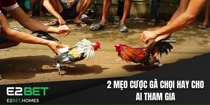 2 mẹo cược gà chọi hay cho ai tham gia