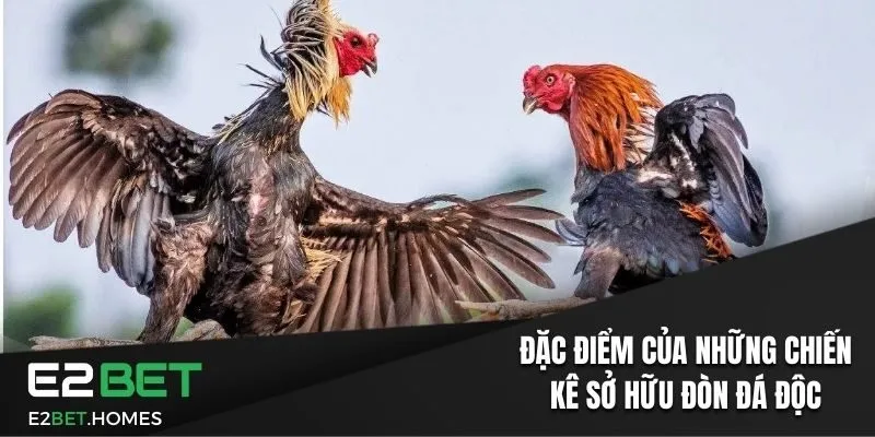 Đặc điểm của những chiến kê sở hữu đòn đá độc