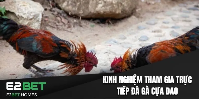 Kinh nghiệm tham gia trực tiếp đá gà cựa dao