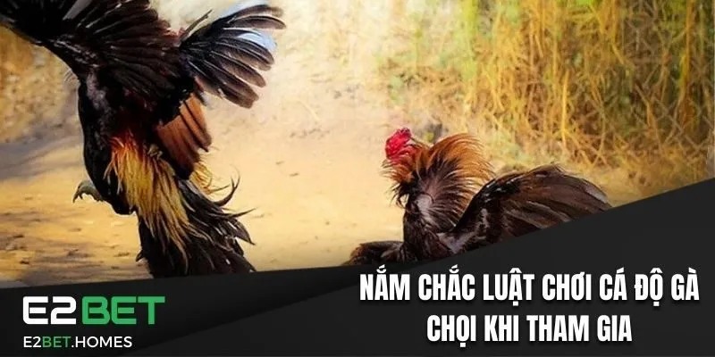 Nắm chắc luật chơi cá độ gà chọi khi tham gia