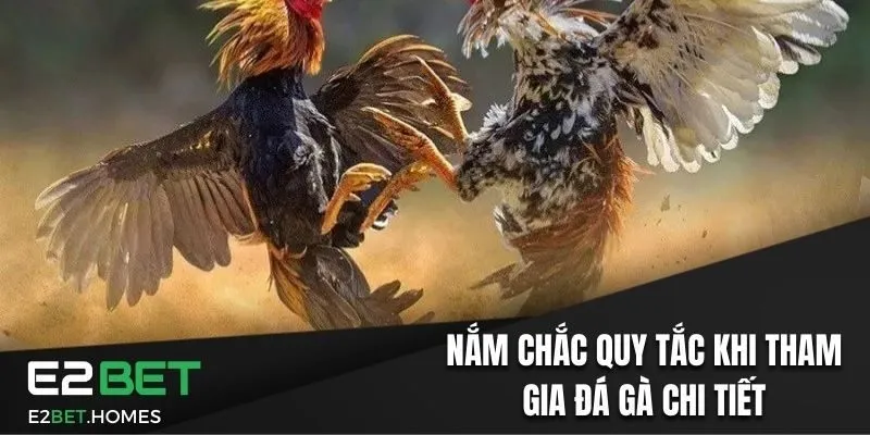 Nắm chắc quy tắc khi tham gia đá gà chi tiết